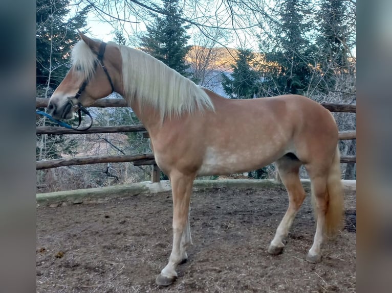 Haflinger / Avelignese Giumenta 5 Anni 152 cm Sauro in Bozen/Südtirol