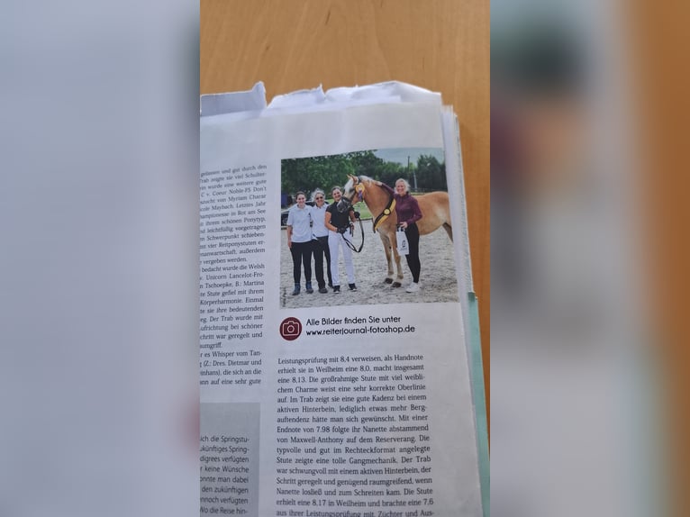Haflinger / Avelignese Giumenta 5 Anni 153 cm Sauro in Kleinlangheim