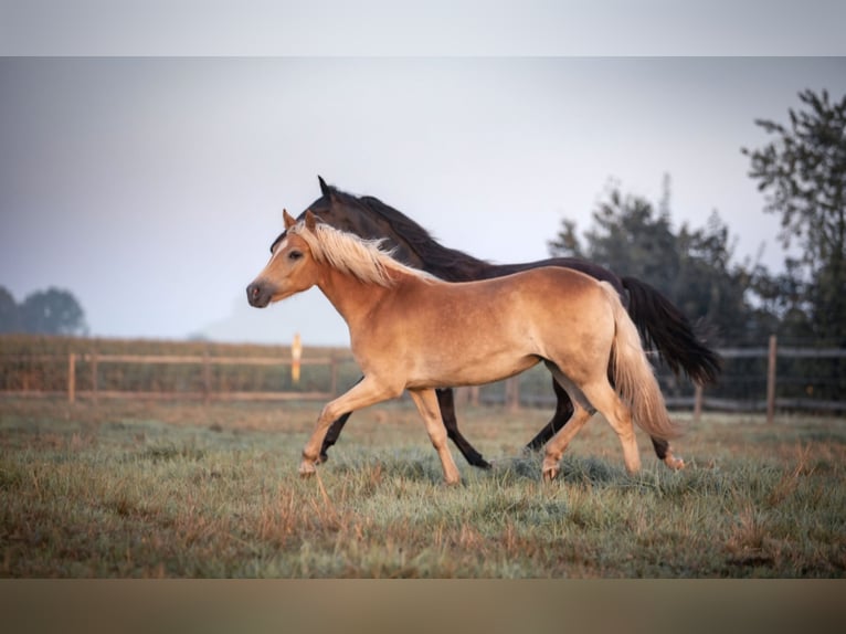 Haflinger / Avelignese Giumenta 5 Anni 153 cm Sauro in Kleinlangheim