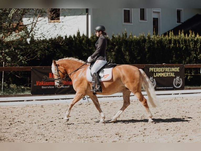 Haflinger / Avelignese Giumenta 5 Anni 153 cm Sauro in Mitterberg/St.Martin