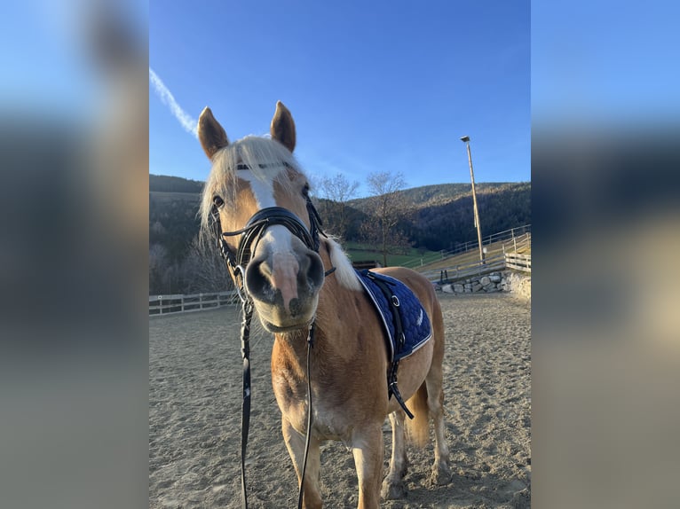 Haflinger / Avelignese Giumenta 5 Anni 153 cm Sauro in Weiz