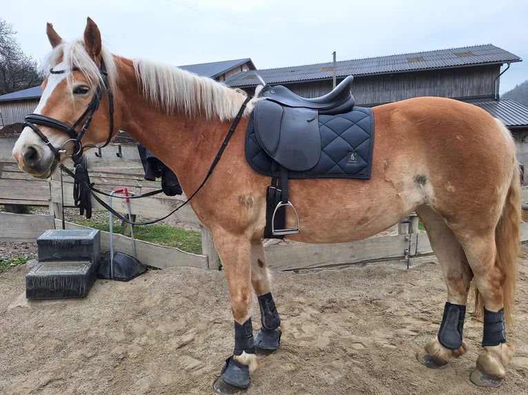 Haflinger / Avelignese Giumenta 5 Anni 153 cm Sauro in Weiz