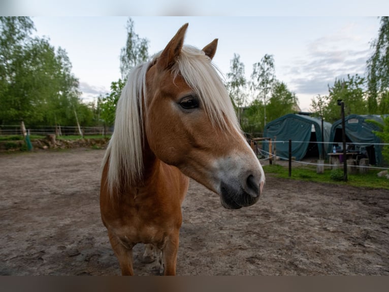 Haflinger / Avelignese Giumenta 5 Anni 154 cm  in Taucha
