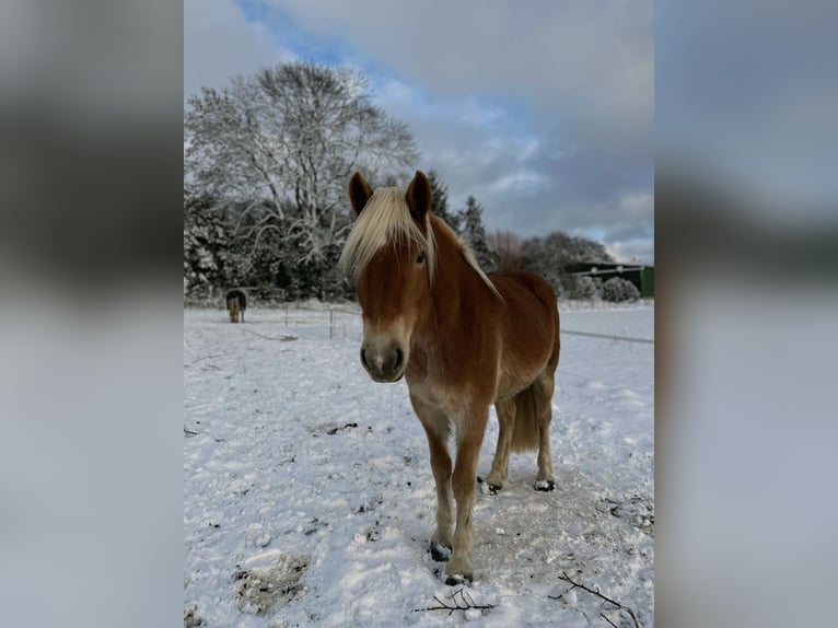 Haflinger / Avelignese Giumenta 5 Anni 154 cm Sauro in Mechtersen