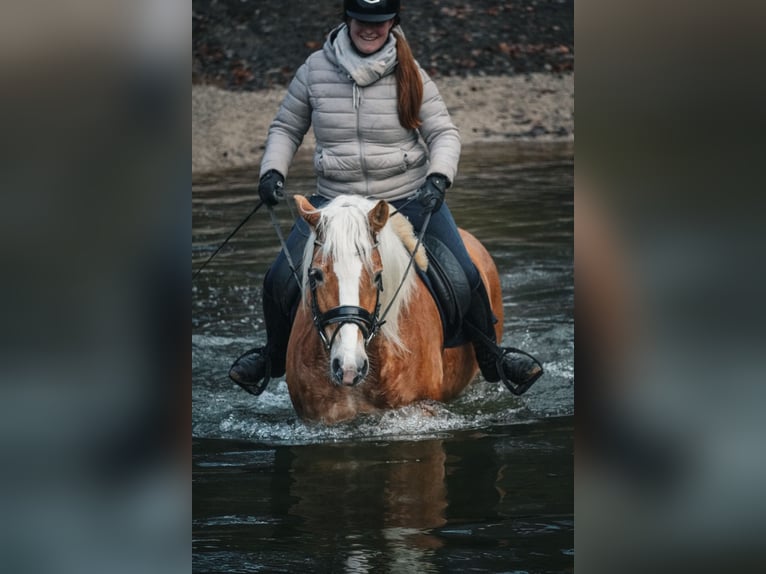 Haflinger / Avelignese Giumenta 5 Anni 155 cm Sauro in Nettersheim
