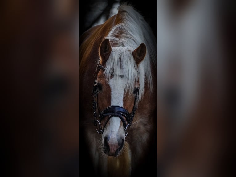 Haflinger / Avelignese Giumenta 5 Anni 155 cm Sauro in Nettersheim