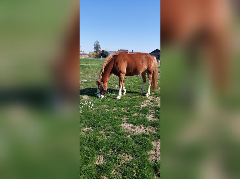 Haflinger / Avelignese Mix Giumenta 5 Anni 157 cm Sauro in N&#xF6;rvenich