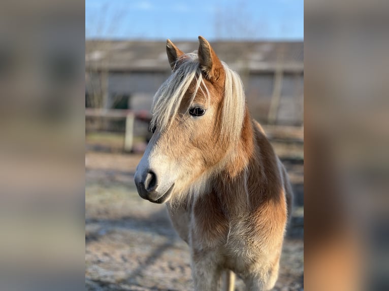 Haflinger / Avelignese Giumenta 5 Anni Sauro in Seedorf