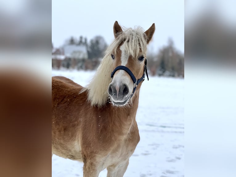 Haflinger / Avelignese Giumenta 5 Anni Sauro in Seedorf