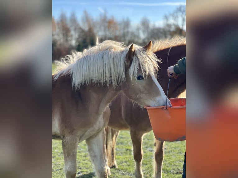 Haflinger / Avelignese Giumenta 5 Anni Sauro in Seedorf