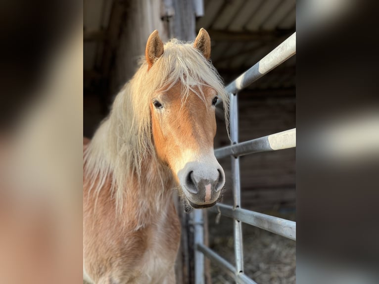 Haflinger / Avelignese Giumenta 5 Anni Sauro in Seedorf