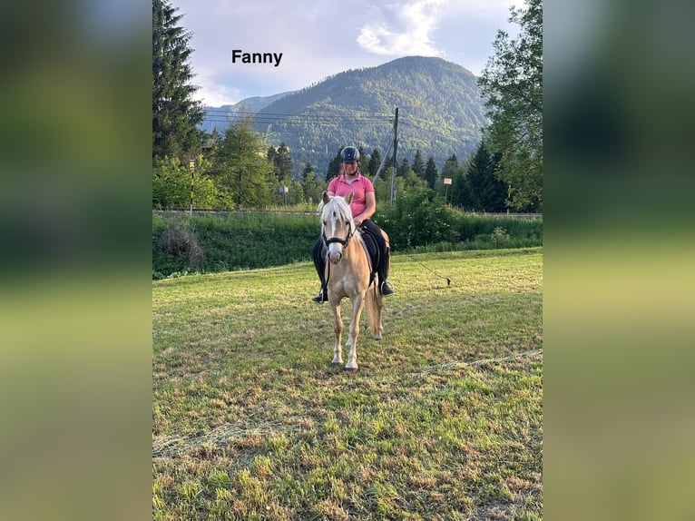 Haflinger / Avelignese Giumenta 5 Anni Sauro in St. Daniel