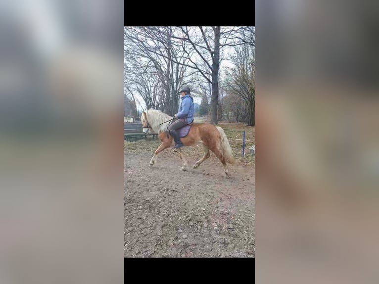 Haflinger / Avelignese Giumenta 5 Anni Sauro in St. Daniel