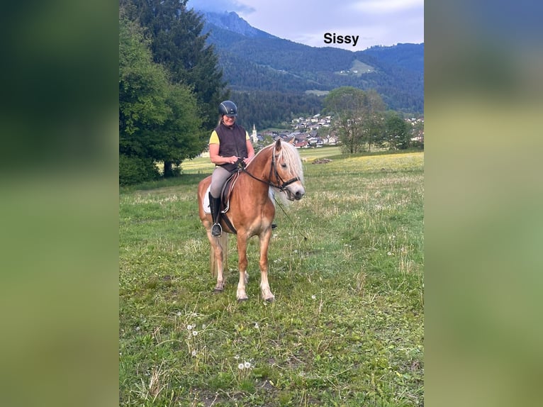 Haflinger / Avelignese Giumenta 5 Anni Sauro in St. Daniel