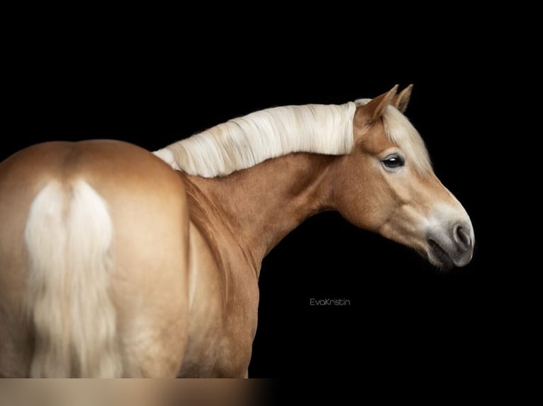 Haflinger / Avelignese Giumenta 6 Anni 144 cm Sauro in Heide