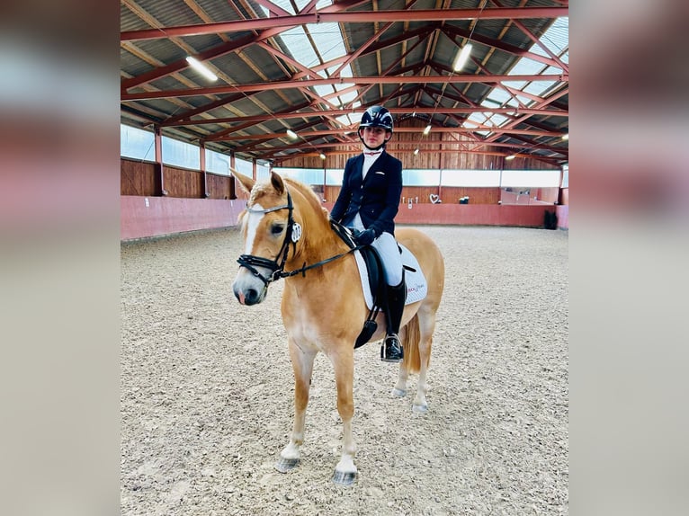 Haflinger / Avelignese Giumenta 6 Anni 145 cm Palomino in Karlsbad