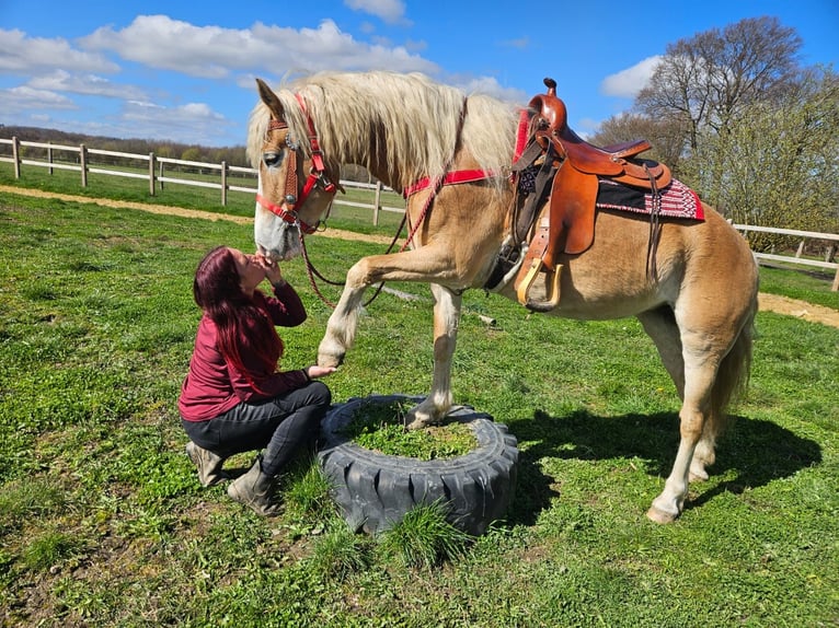 Haflinger / Avelignese Giumenta 6 Anni 148 cm Sauro in Linkenbach