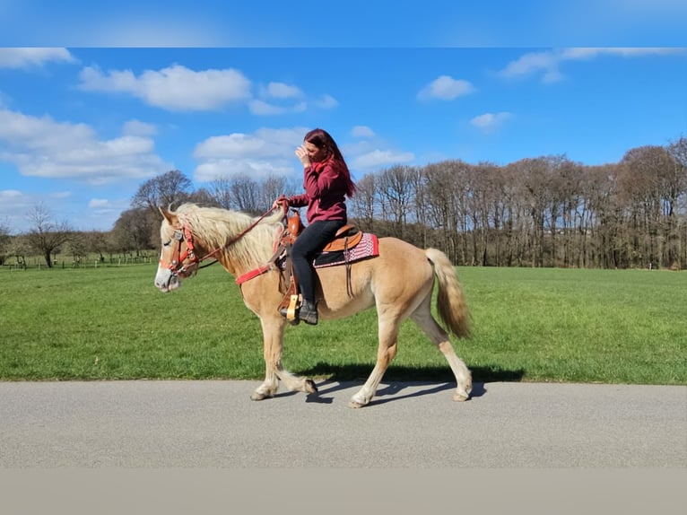 Haflinger / Avelignese Giumenta 6 Anni 148 cm Sauro in Linkenbach