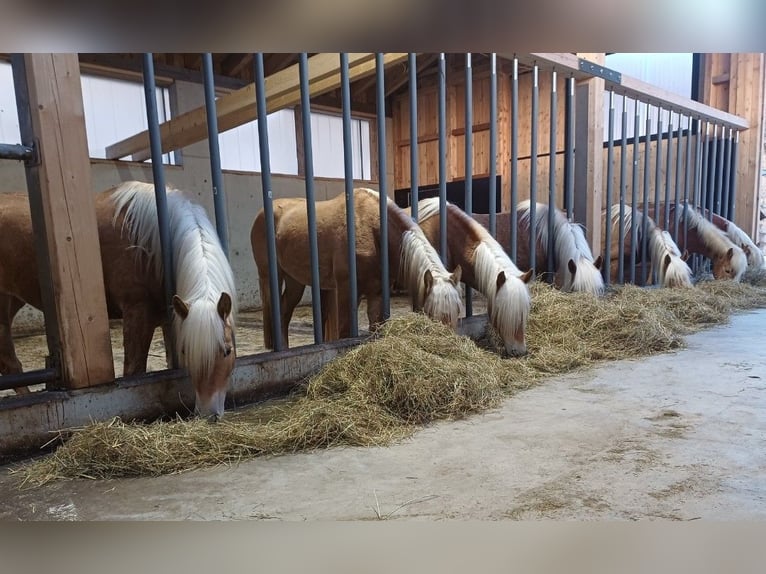 Haflinger / Avelignese Giumenta 6 Anni 149 cm  in Bidingen
