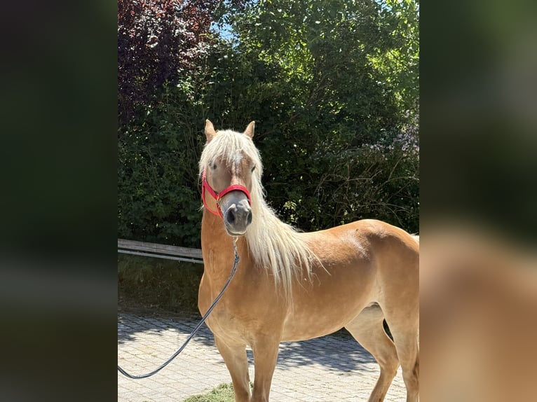 Haflinger / Avelignese Giumenta 6 Anni 150 cm Baio chiaro in Perlesreut