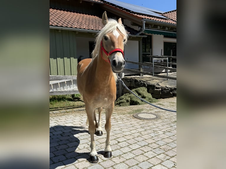 Haflinger / Avelignese Giumenta 6 Anni 150 cm Baio chiaro in Perlesreut