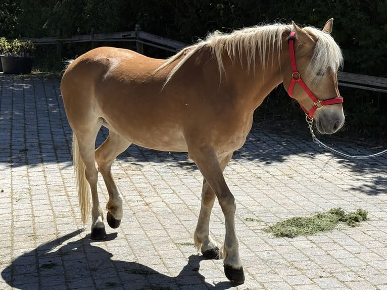 Haflinger / Avelignese Giumenta 6 Anni 150 cm Baio chiaro in Perlesreut