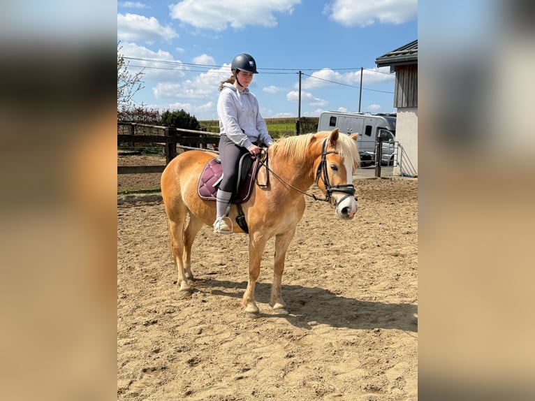 Haflinger / Avelignese Giumenta 6 Anni 150 cm  in Daleiden