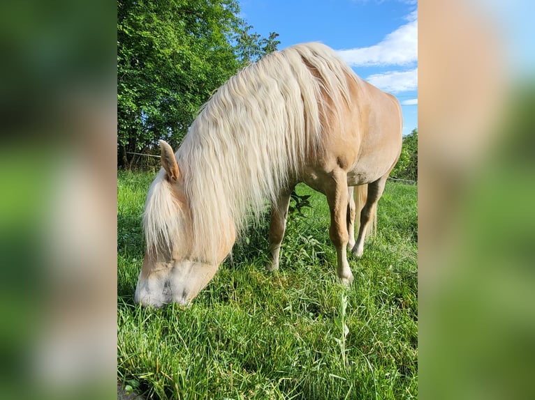Haflinger / Avelignese Giumenta 6 Anni 150 cm Sauro in Wiesen
