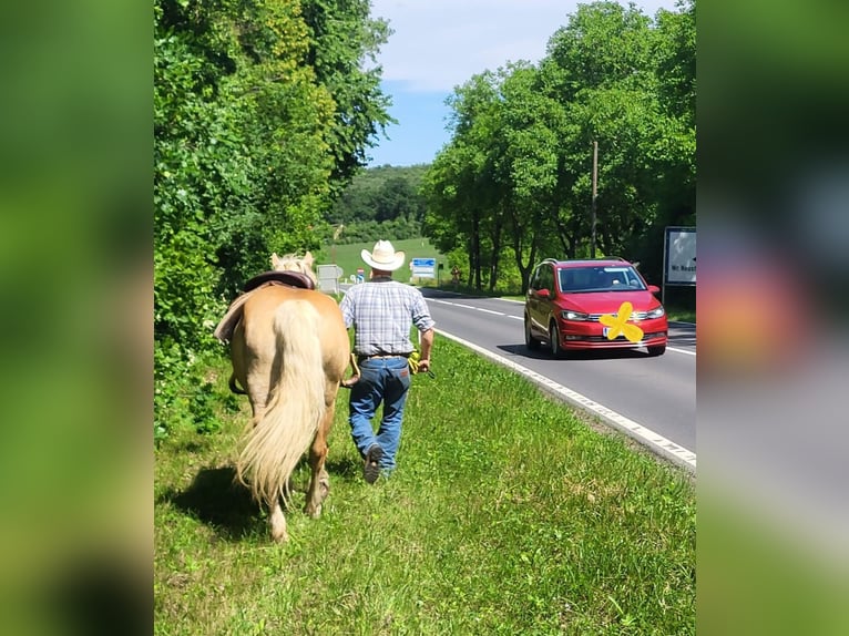 Haflinger / Avelignese Giumenta 6 Anni 150 cm Sauro in Wiesen