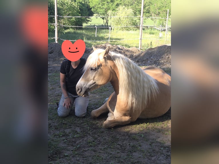 Haflinger / Avelignese Giumenta 6 Anni 150 cm Sauro in Wiesen