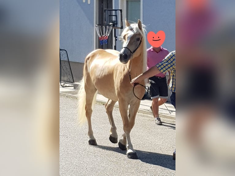 Haflinger / Avelignese Giumenta 6 Anni 150 cm Sauro in Wiesen