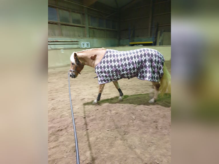 Haflinger / Avelignese Giumenta 6 Anni 152 cm in Diedorf