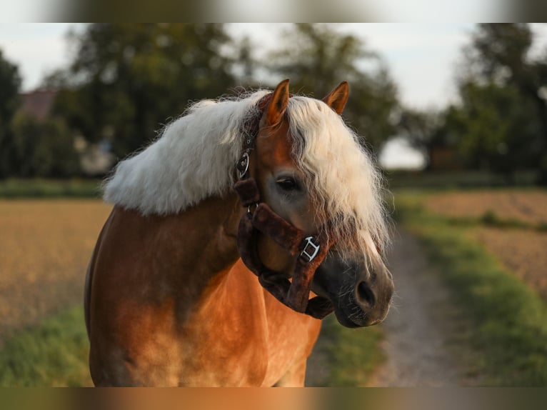Haflinger / Avelignese Giumenta 6 Anni 152 cm Sauro in Linz