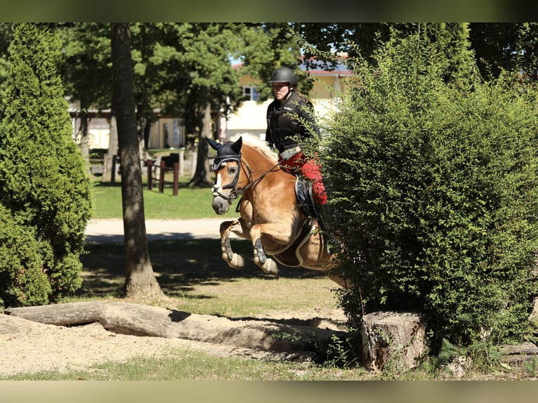 Haflinger / Avelignese Giumenta 6 Anni 152 cm Sauro in Linz