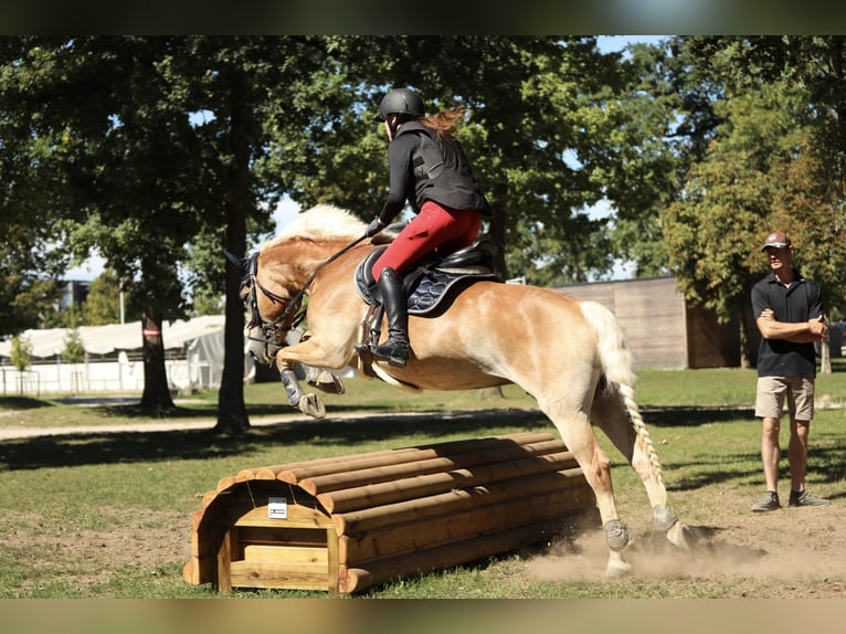 Haflinger / Avelignese Giumenta 6 Anni 152 cm Sauro in Linz