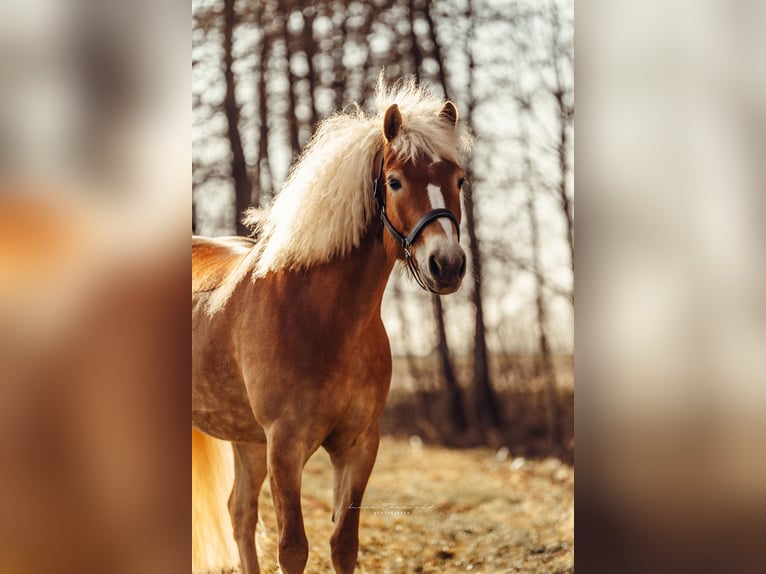 Haflinger / Avelignese Giumenta 6 Anni 152 cm Sauro in Linz