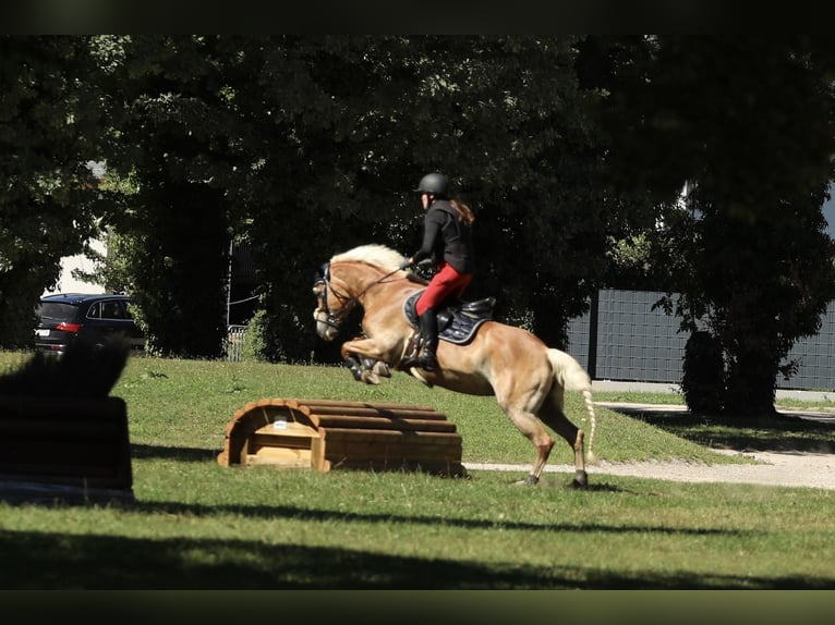 Haflinger / Avelignese Giumenta 6 Anni 152 cm Sauro in Linz