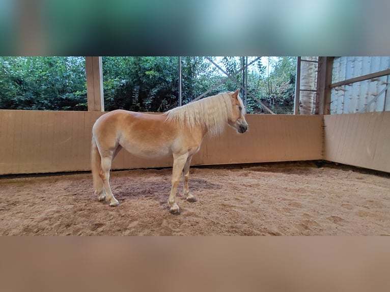 Haflinger / Avelignese Giumenta 6 Anni 152 cm Sauro in Lauchheim