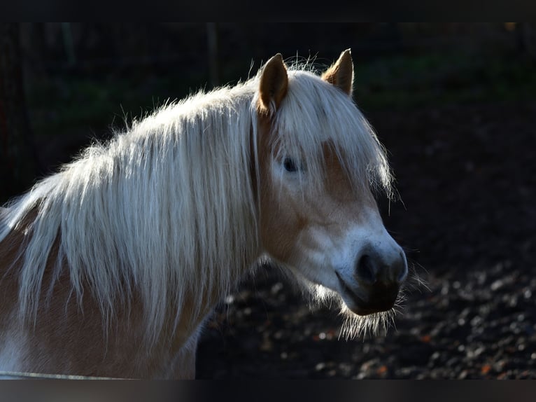 Haflinger / Avelignese Giumenta 6 Anni 152 cm Sauro in Lauchheim