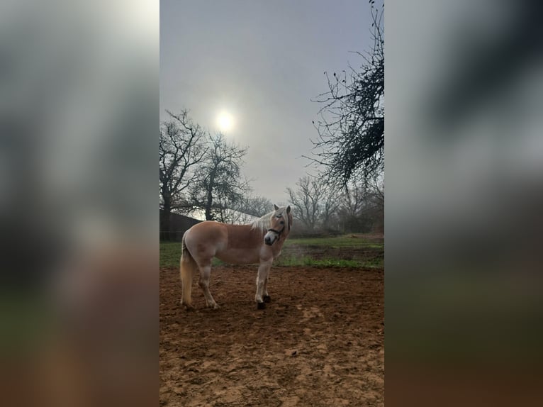 Haflinger / Avelignese Giumenta 6 Anni 152 cm Sauro in Lauchheim