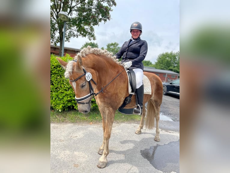 Haflinger / Avelignese Giumenta 6 Anni 154 cm Sauro in Tecklenburg
