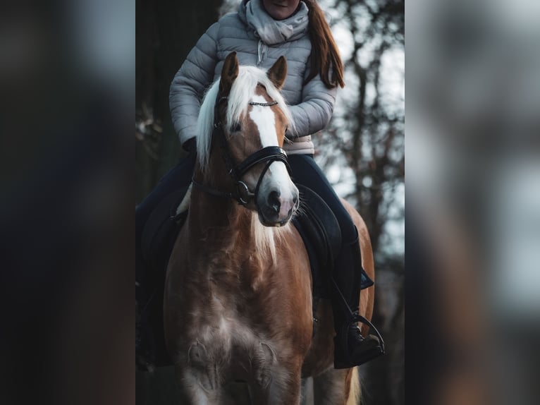 Haflinger / Avelignese Giumenta 6 Anni 155 cm Sauro in Nettersheim