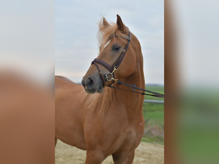 Haflinger / Avelignese Mix Giumenta 6 Anni 157 cm Baio chiaro in Geilenkirchen