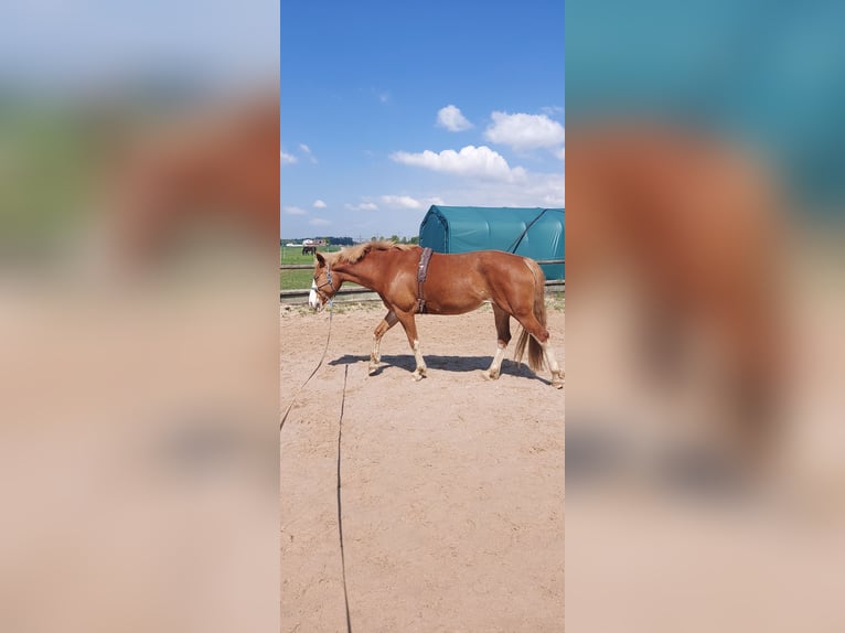 Haflinger / Avelignese Mix Giumenta 6 Anni 157 cm Sauro in Nörvenich