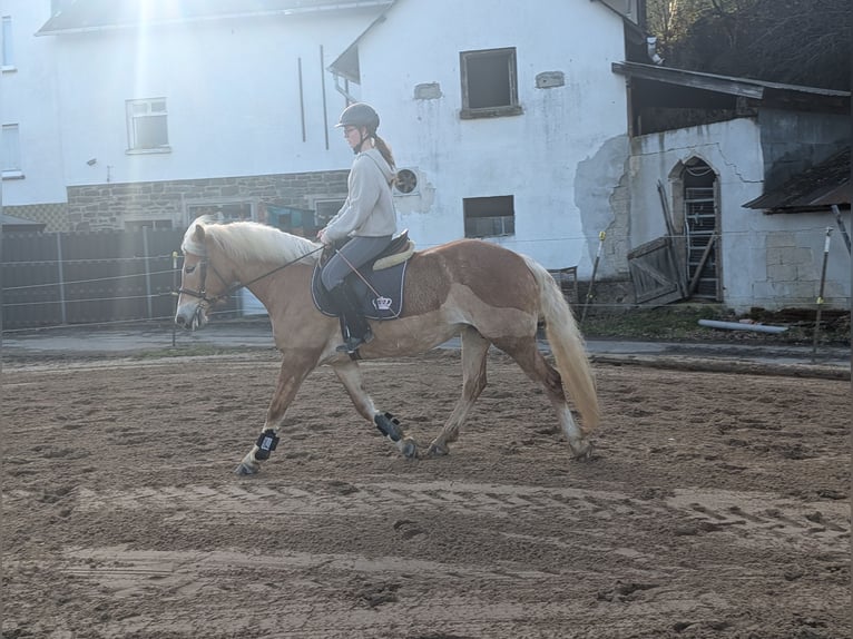 Haflinger / Avelignese Giumenta 6 Anni 157 cm Sauro ciliegia in Morsbach