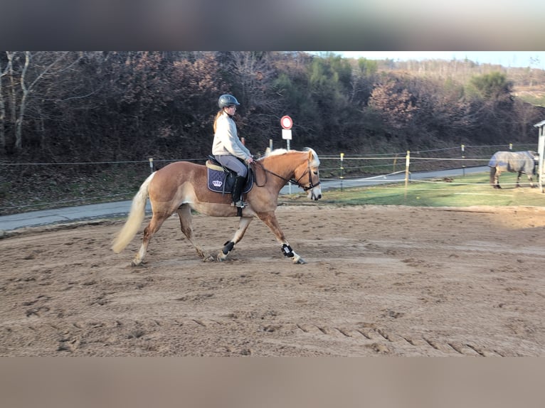 Haflinger / Avelignese Giumenta 6 Anni 157 cm Sauro ciliegia in Morsbach