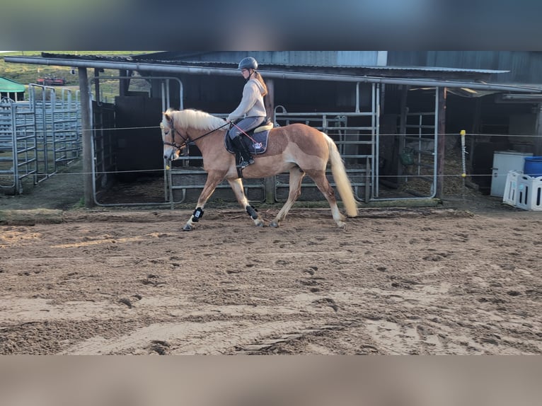 Haflinger / Avelignese Giumenta 6 Anni 157 cm Sauro ciliegia in Morsbach