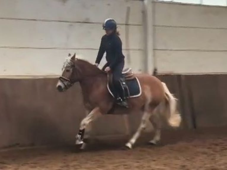 Haflinger / Avelignese Giumenta 6 Anni in Braunschweig