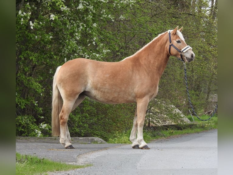 Haflinger / Avelignese Giumenta 7 Anni 145 cm Baio in Verl
