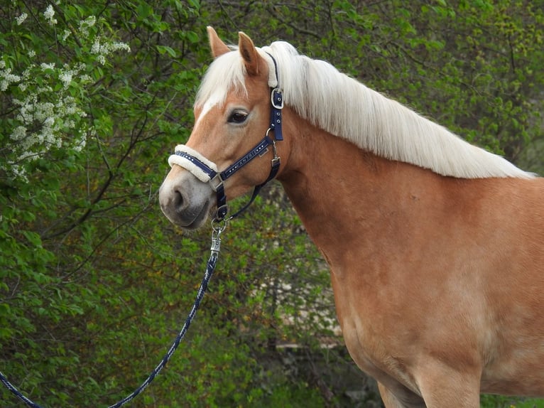 Haflinger / Avelignese Giumenta 7 Anni 145 cm Baio in Verl